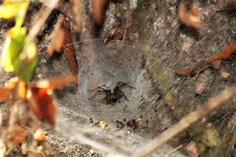 Funnel Weaver Spider In Funnel Free Stock Photo - Public Domain Pictures