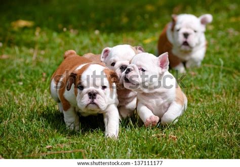 English Bulldog Puppies Playing Outdoors Stock Photo (Edit Now) 137111177