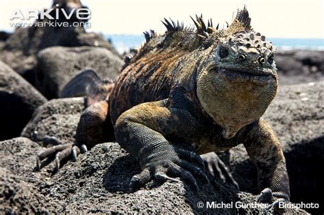 Galapagos Marine Iguana - Savy Science