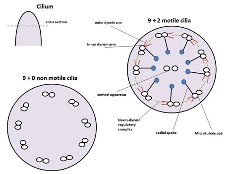 Structure of motile and non-motile cilia. Motile cilia show a cartwheel ...