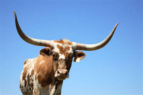 Royalty Free Texas Longhorn Cattle Pictures, Images and Stock Photos ...