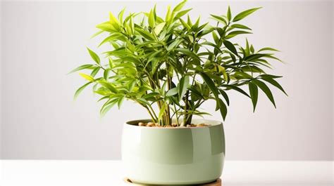 Premium AI Image | Bamboo plant on a pot on white background