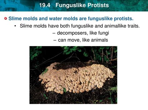 PPT - KEY CONCEPT Kingdom Protista is the most diverse of all the kingdoms. PowerPoint ...