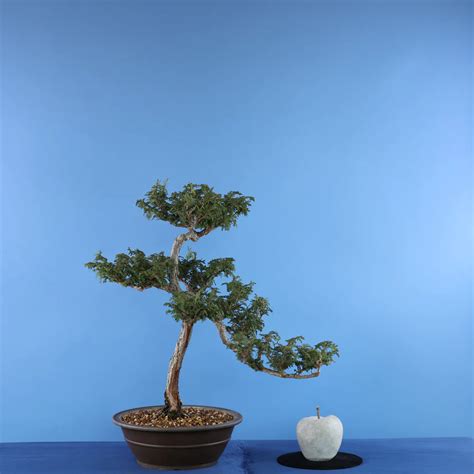 Hinoki Cypress (Chamaecyparis Obtusa): BRHC-0120 - Bonsai United