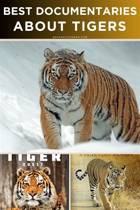 10 Best Documentaries About Tigers - Backpackingman