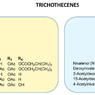 General structure of trichothecenes A and B. General structure of ...