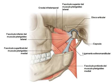 ARTICULAÇÃO TEMPOROMANDIBULAR