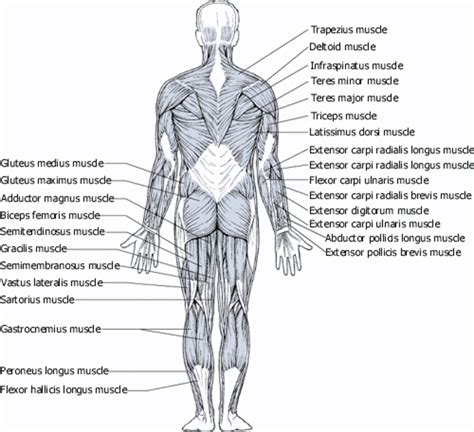 Human Back Muscles Diagram Labeled