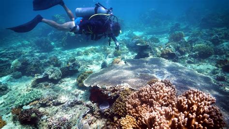 Recharging Indonesian marine biodiversity - Global Coral Reef Alliance