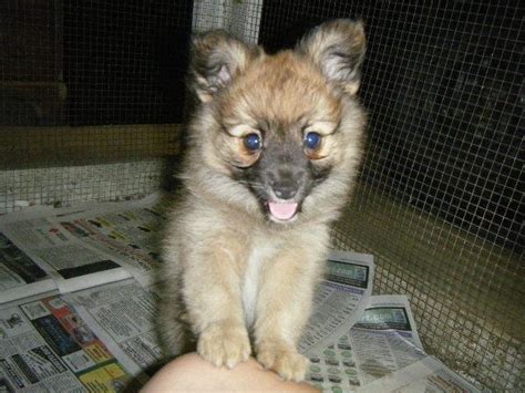 Papillon / Pomeranian Mix Puppies! for Sale in Springville, Pennsylvania Classified ...