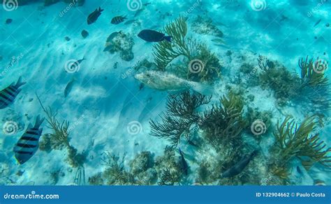 Snorkeling in the Cayman Islands Stock Photo - Image of island, atlantic: 132904662