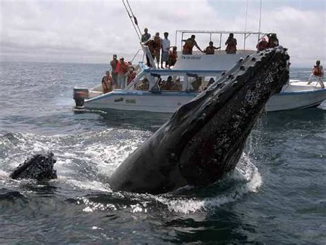 Hotel Coral Blanco | Whale watching in the bay of Samana