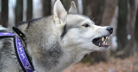 What You Need to Know about Dog Growling - Doglopedix