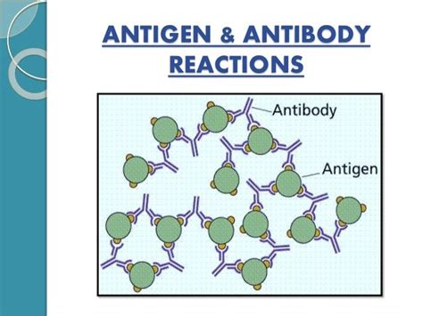 Antigen-Antibody Reactions