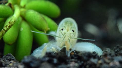 Vampire Shrimp: Care, Food & Lifespan & Tank Mates