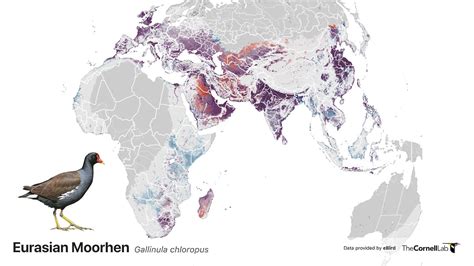 eBird Science