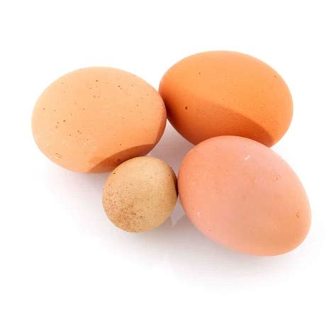 Abnormal Chicken Eggs: What You Need To Know! | Frugal Chicken