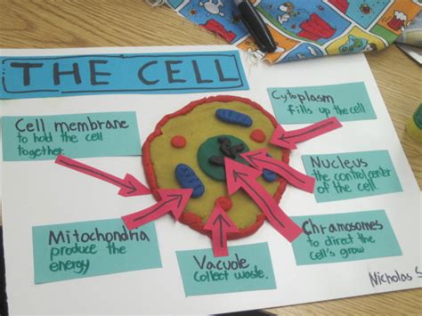 3D Plant Cell Model Project Ideas