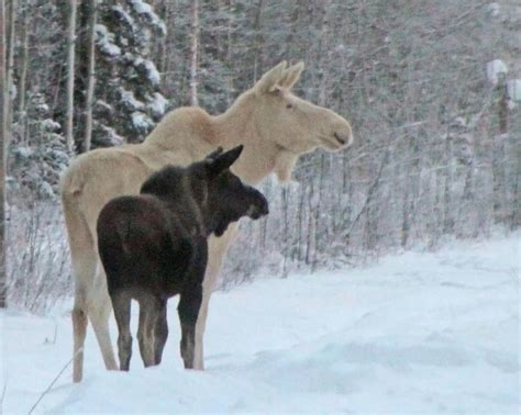 Delta Junction, Alaska ~ John Haddix Dec 22 2012 | Albino moose, Albino ...