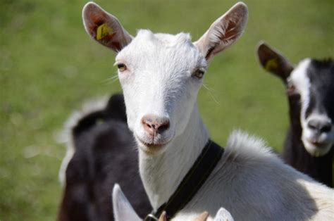 Alpine Goat Farming - How To Start, Breed Profile | Agri Farming