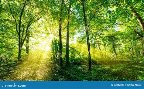 Sunbeams through Forest Trees Stock Image - Image of grown, grass: 97043299