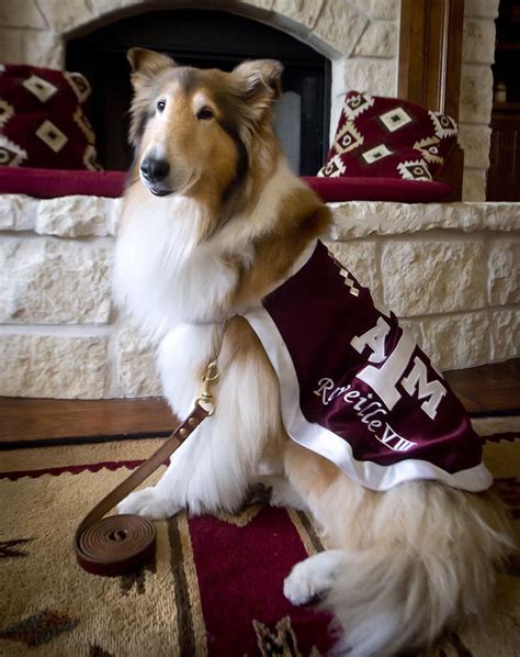 Former Aggie mascot Reveille VIII dies at age 12 | Campus News ...