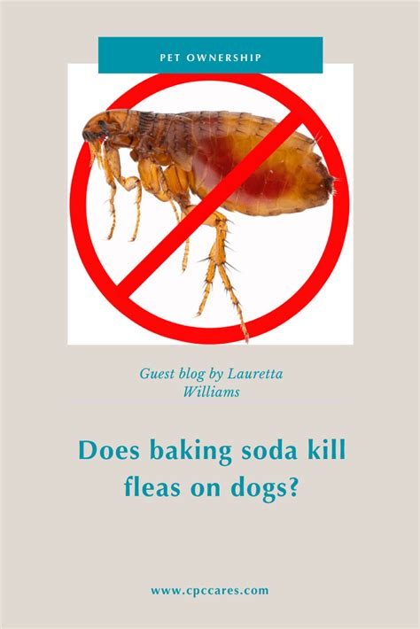 Does Baking Soda Kill Fleas On Dogs - Pest Phobia