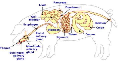 ANS 312 -- Applied Animal Nutrition Feedstuffs and Ration Formulation ...