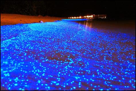 Sea of Stars, Vaadhoo Island, Maldives - Things to do before you D.I.E