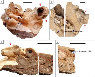 New evidence for an early settlement of the Yucatán Peninsula, Mexico: The Chan Hol 3 woman and ...