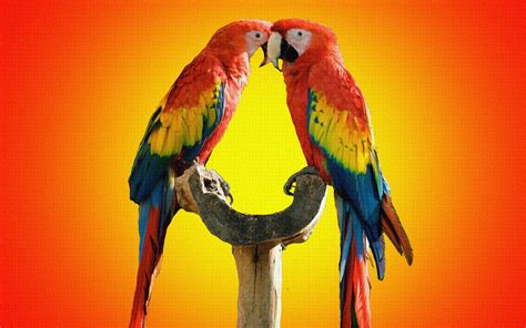 Download Parrot Birds Kissing Wallpaper - Hd Wallpaper Colorful Parrots ...