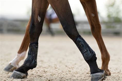 Lumps & Baffling Bumps: What's a Horse Chestnut? - Horse Rookie