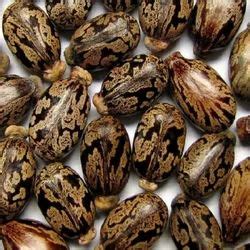 Castor Oil Seeds - Wholesale Price & Mandi Rate for Castor Oil Seeds in India