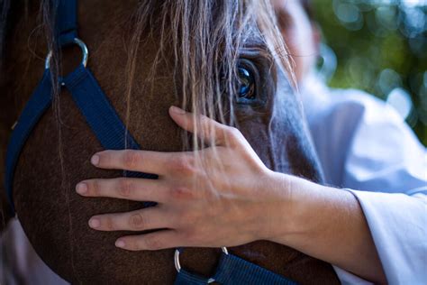 Colic In Horses: Prevention, Warning Signs, & Treatment