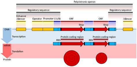 Difference Between Prokaryotic and Eukaryotic mRNA | Compare the Difference Between Similar Terms