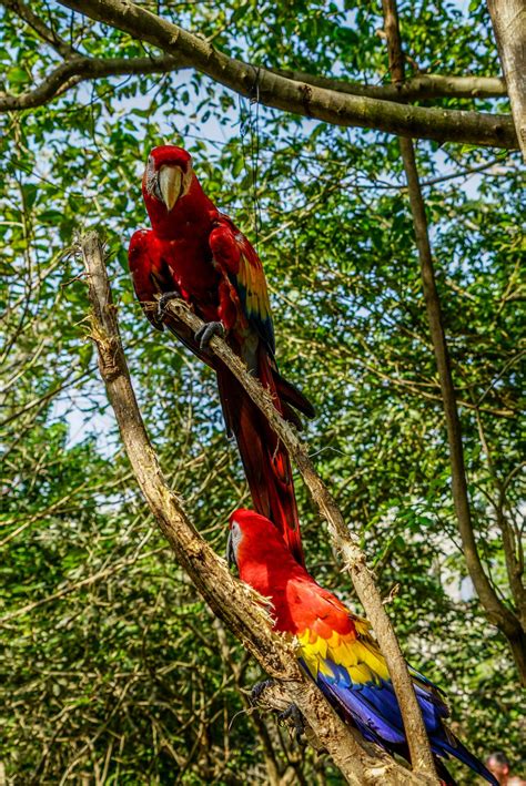 Free Images : tree, nature, branch, bird, wildlife, zoo, log, jungle ...