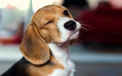 English Foxhound Puppies Behavior and Characteristics in Different Months Until One Year