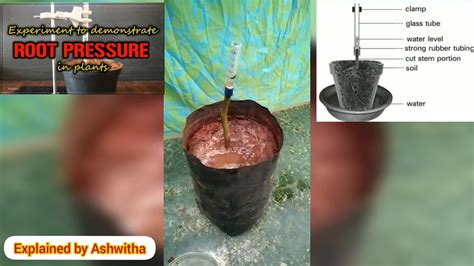 Experiment to demonstrate root pressure in plants - YouTube