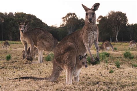 Blue Mountains Wildlife Tour | Blue Mountains Eco Tours