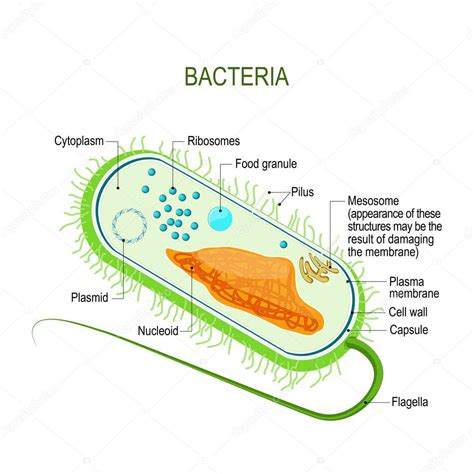 Estructura de una célula bacteriana. Anatomía del procariote. organismo unicelular. Diagrama ...