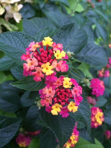 Lantana | Lantana flower, Lantana, Container gardening