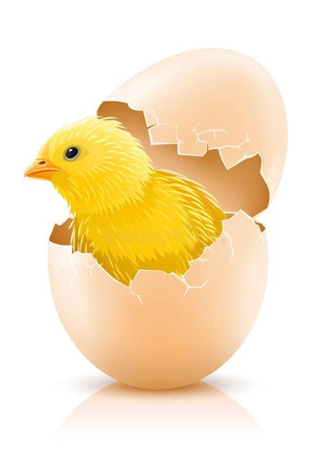 Cracked Hen S Egg with Chicken Baby Inside Stock Illustration ...