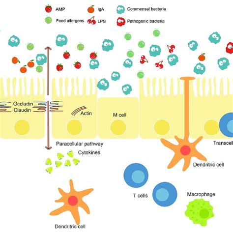 | Intestinal barrier and affecting factors. The intestinal barrier, as ...