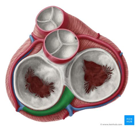 Coronary sinus: Anatomy, tributaries, drainage | Kenhub