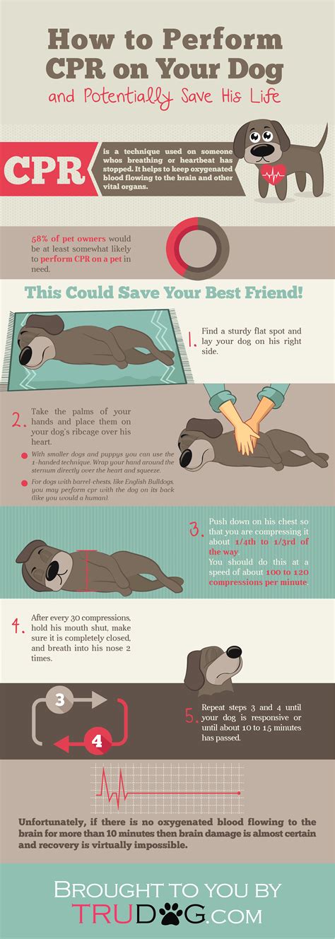 How to Perform CPR on Your Dog