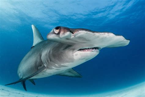 Great Hammerhead Shark | Freediving in United Arab Emirates. Courses ...