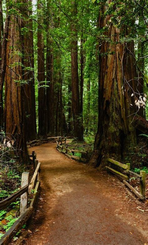 Hiking trail leads through a thick group of coastal redwood trees in Muir Woods… | Muir woods ...