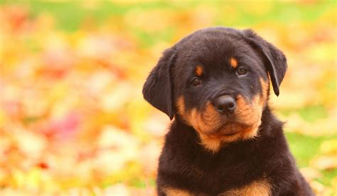 How to Leash Train a Rottweiler Puppy | Wag!