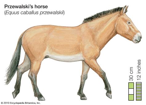 Przewalski’s horse | Endangered, Conservation, Reintroduction | Britannica