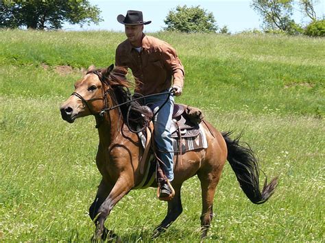 Royalty-Free photo: Man riding horse during daytime | PickPik